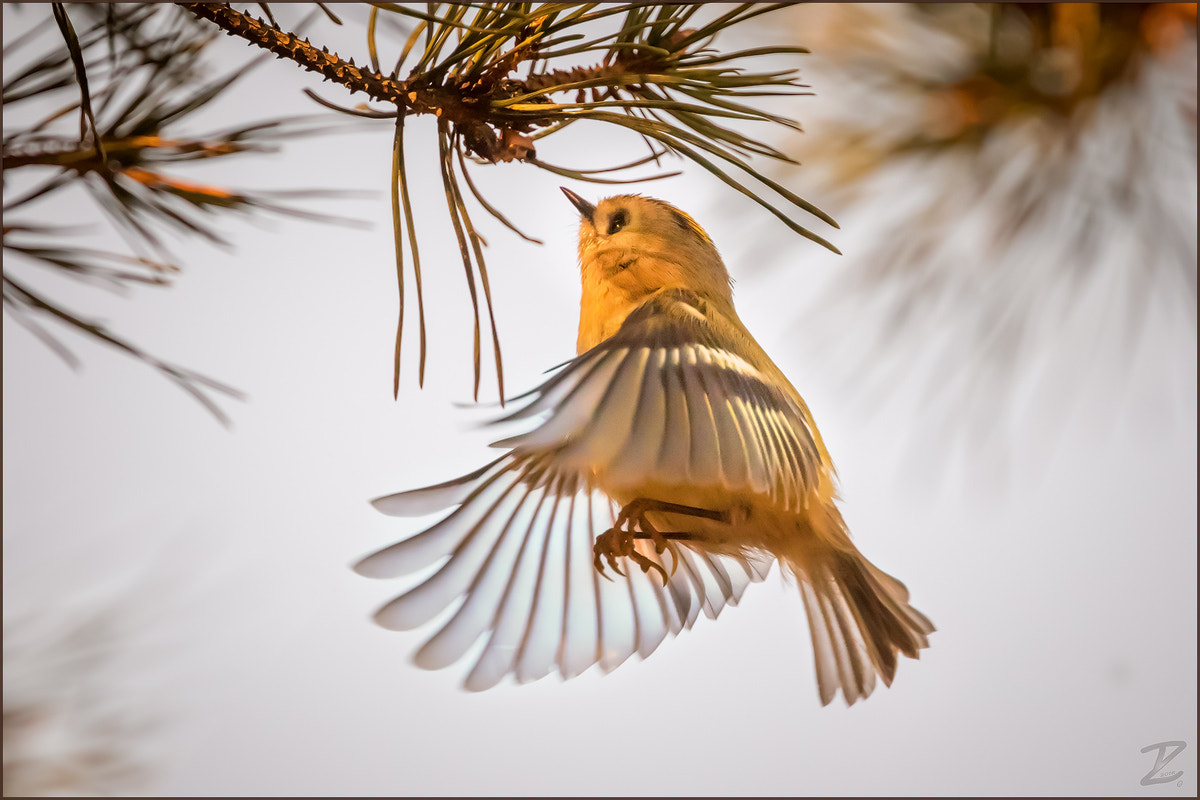 Canon EOS 7D Mark II + Canon EF 400mm F4 DO IS II USM sample photo. Wintergoldhähnchen - goldcrest in flight photography