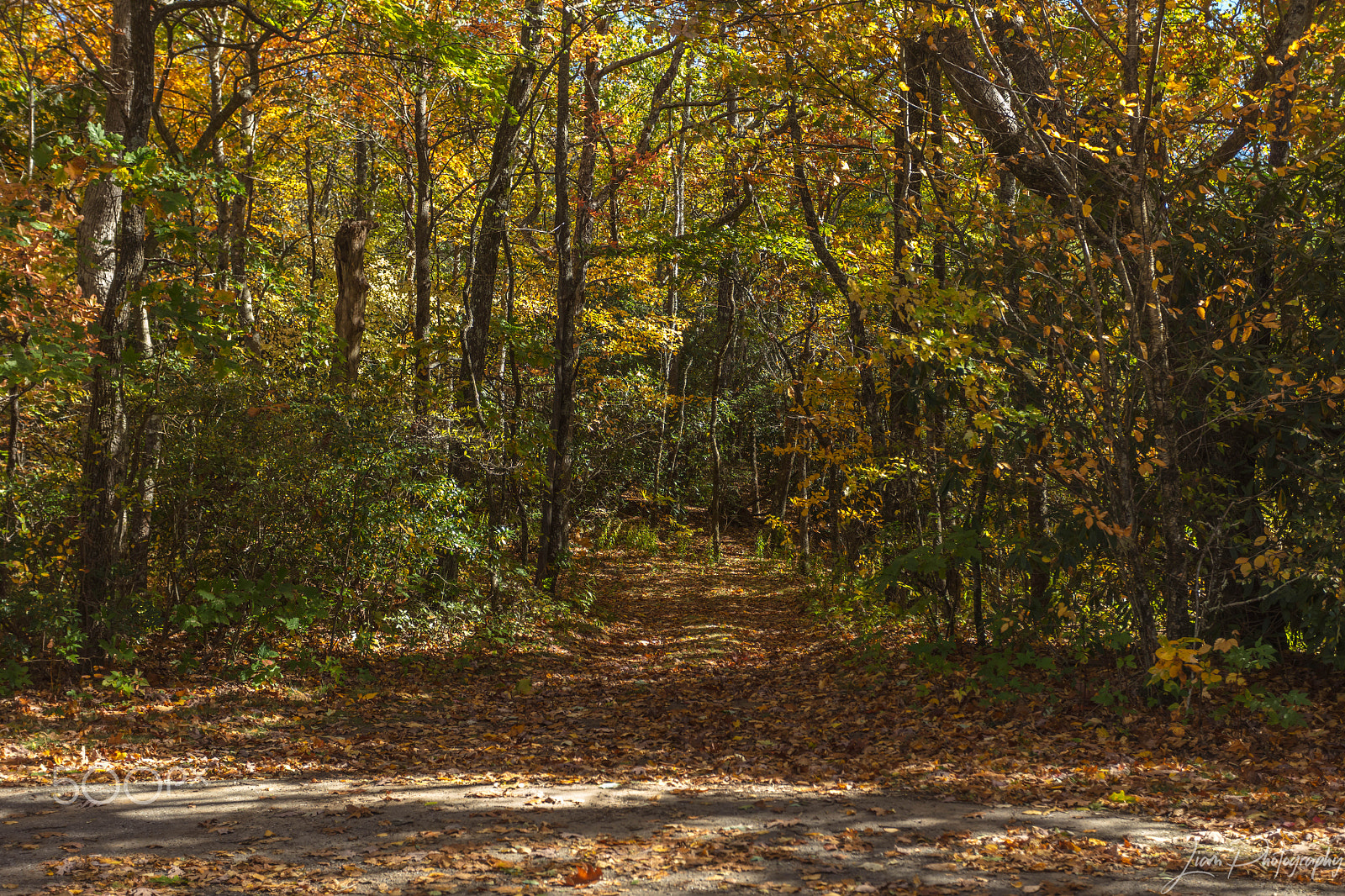 Canon EOS 5DS R + Canon EF 17-40mm F4L USM sample photo. Fall colors photography