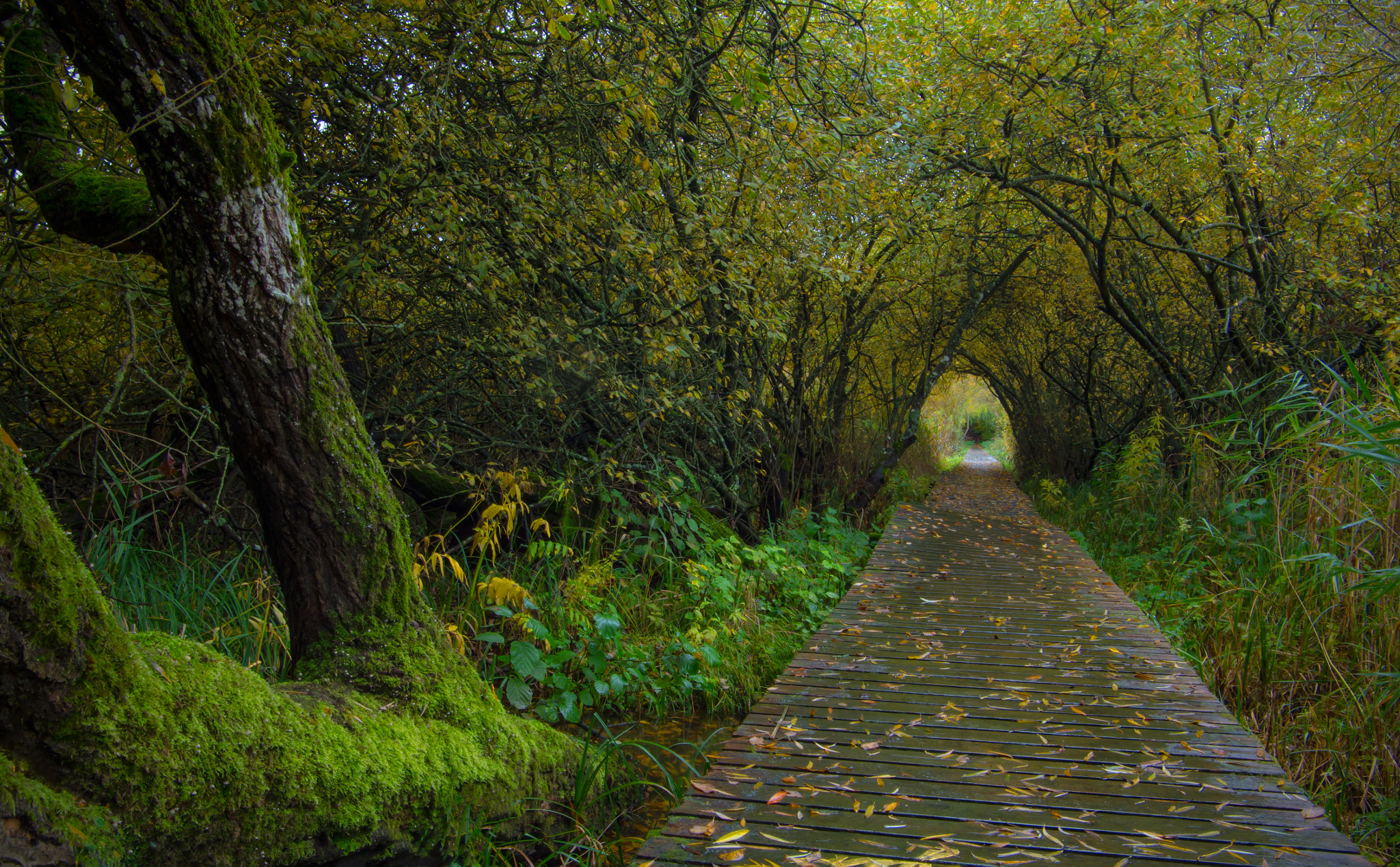 Pentax K-50 + Pentax smc DA 16-45mm F4 ED AL sample photo. Walkway through the wilderness photography