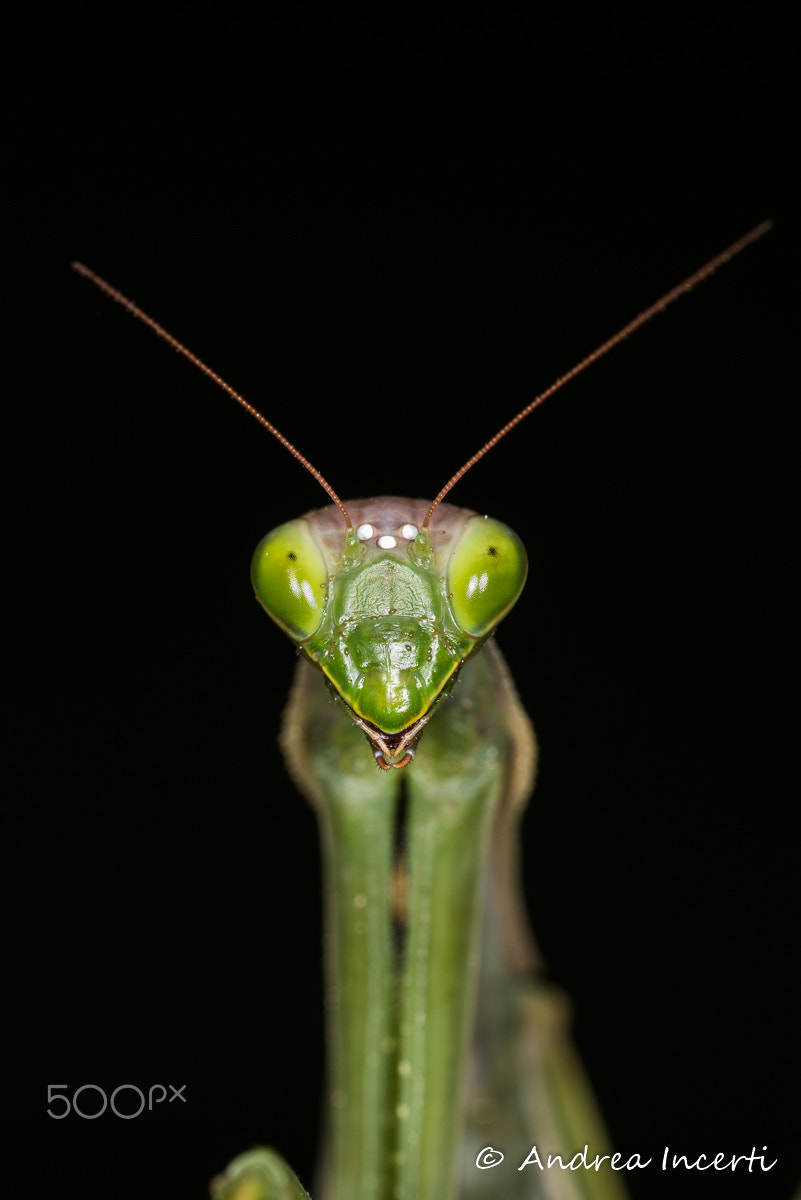 Sigma 150mm F2.8 EX DG OS Macro HSM sample photo. Praying mantis (mantis religiosa) photography