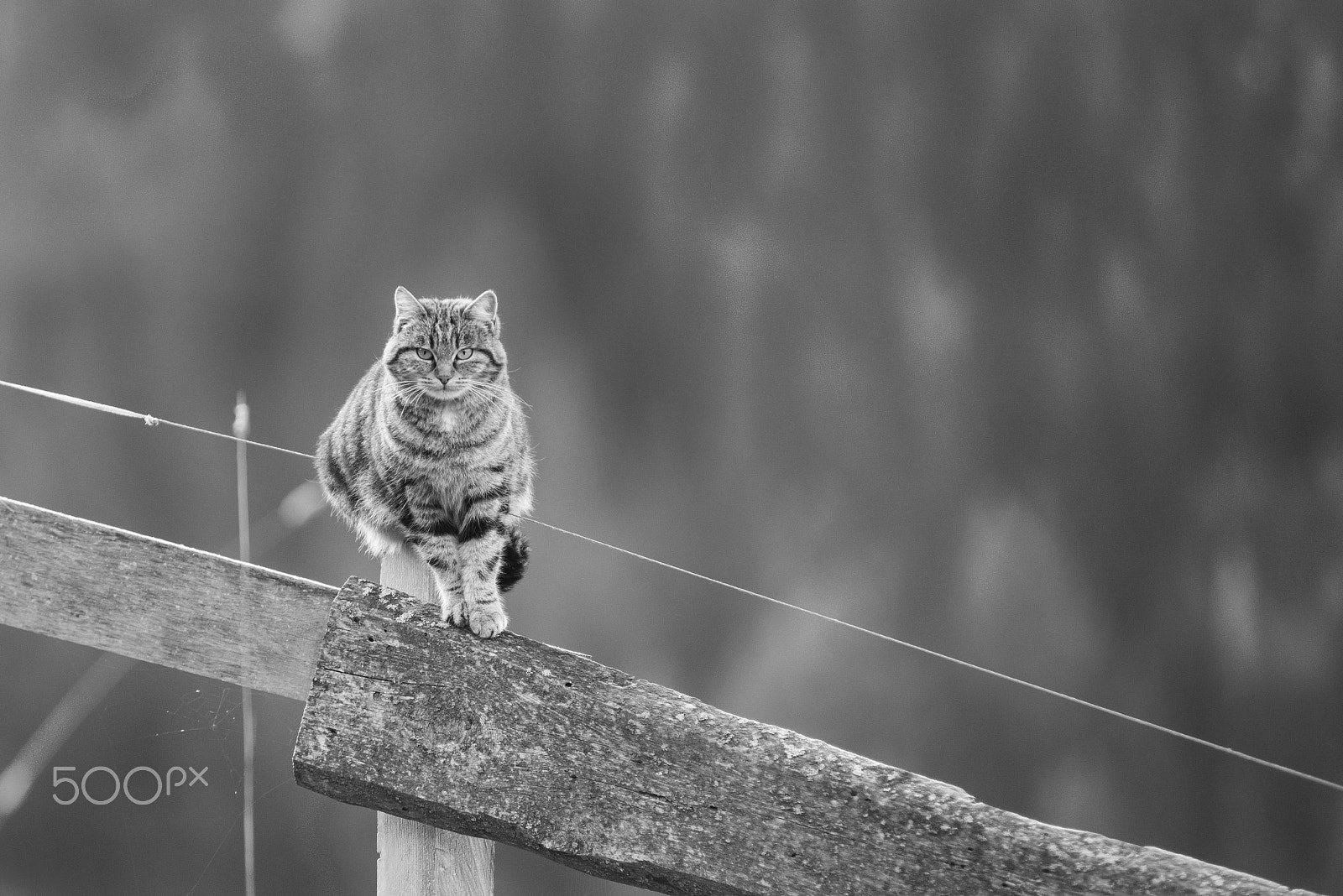 Nikon D800 sample photo. I'm watching you photography