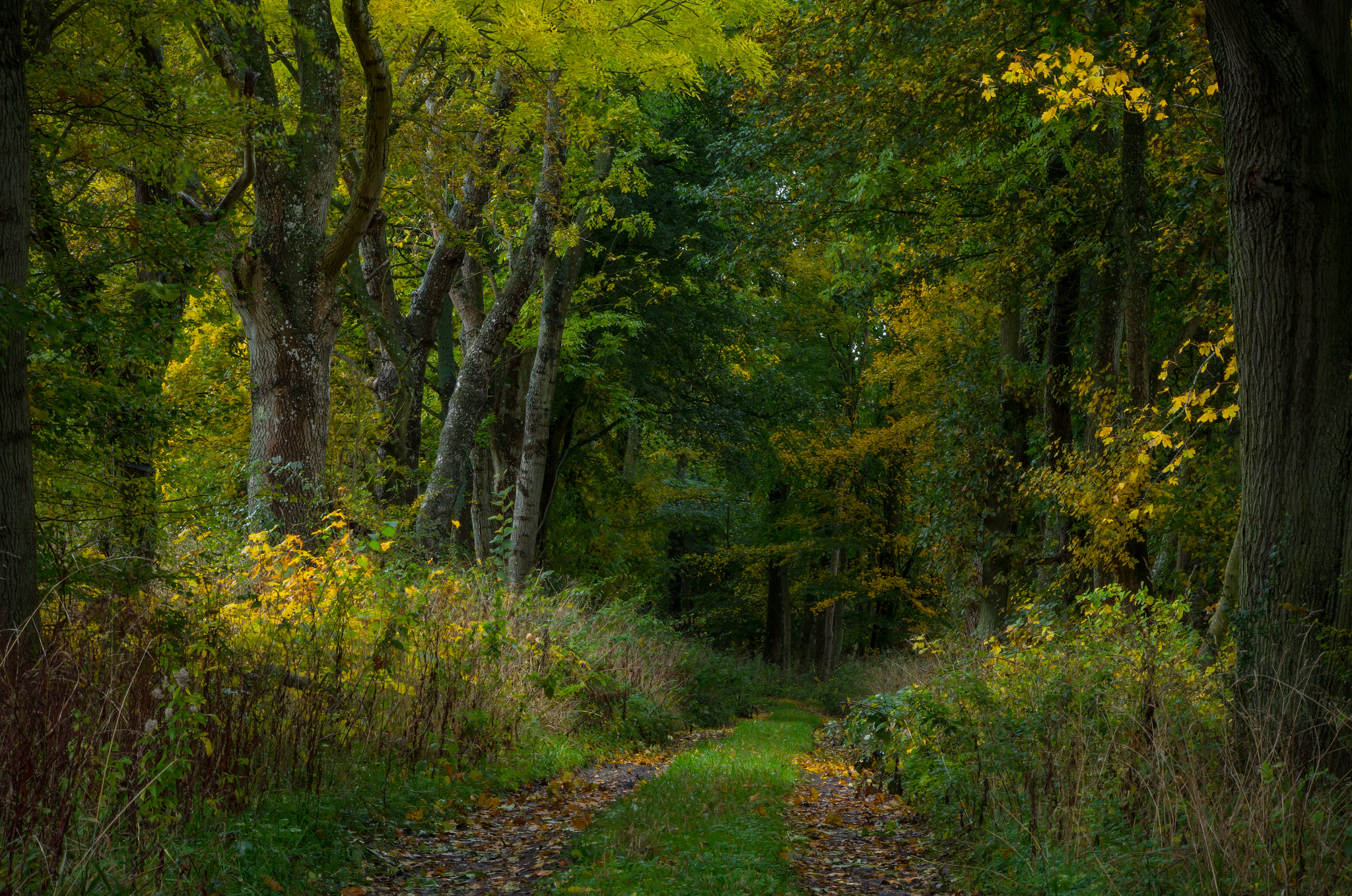 Pentax K-50 sample photo. Into the wilderness photography