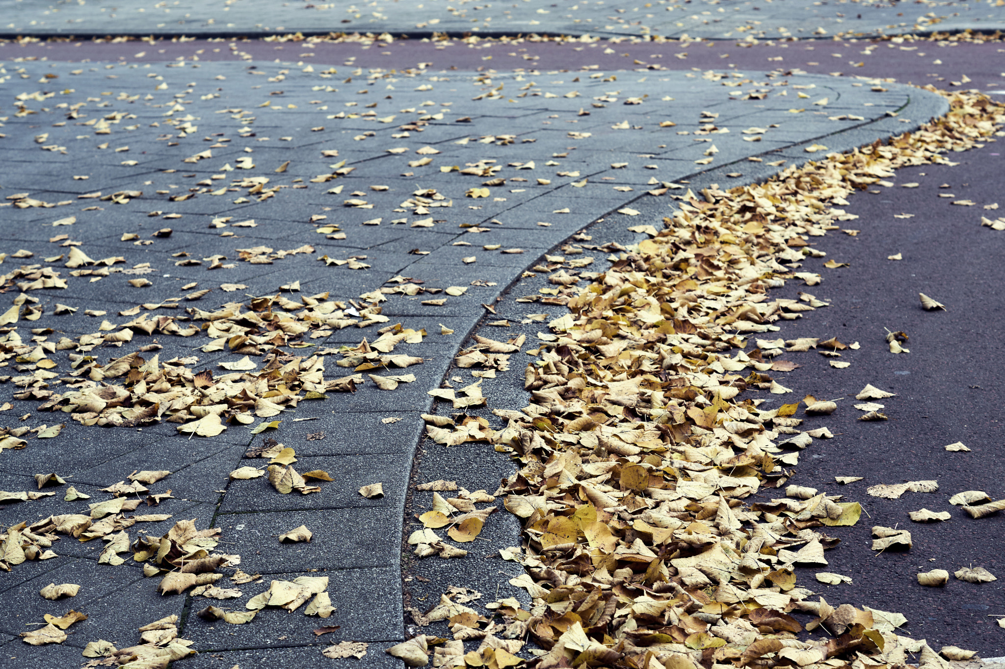 Sony ILCA-77M2 + Sony DT 50mm F1.8 SAM sample photo. Autumn in the city photography