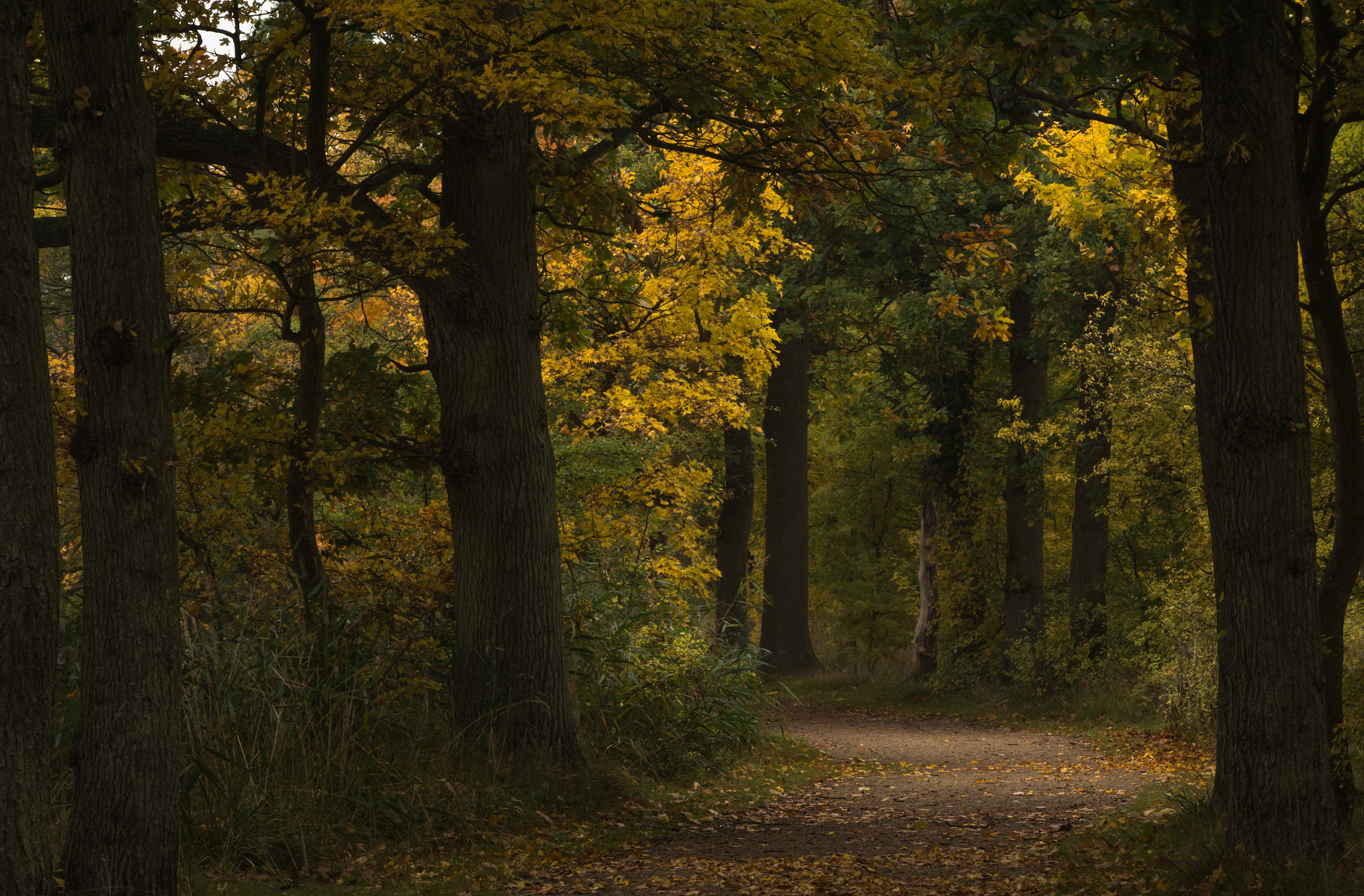 Pentax K-50 sample photo. Spots of light in the forest photography