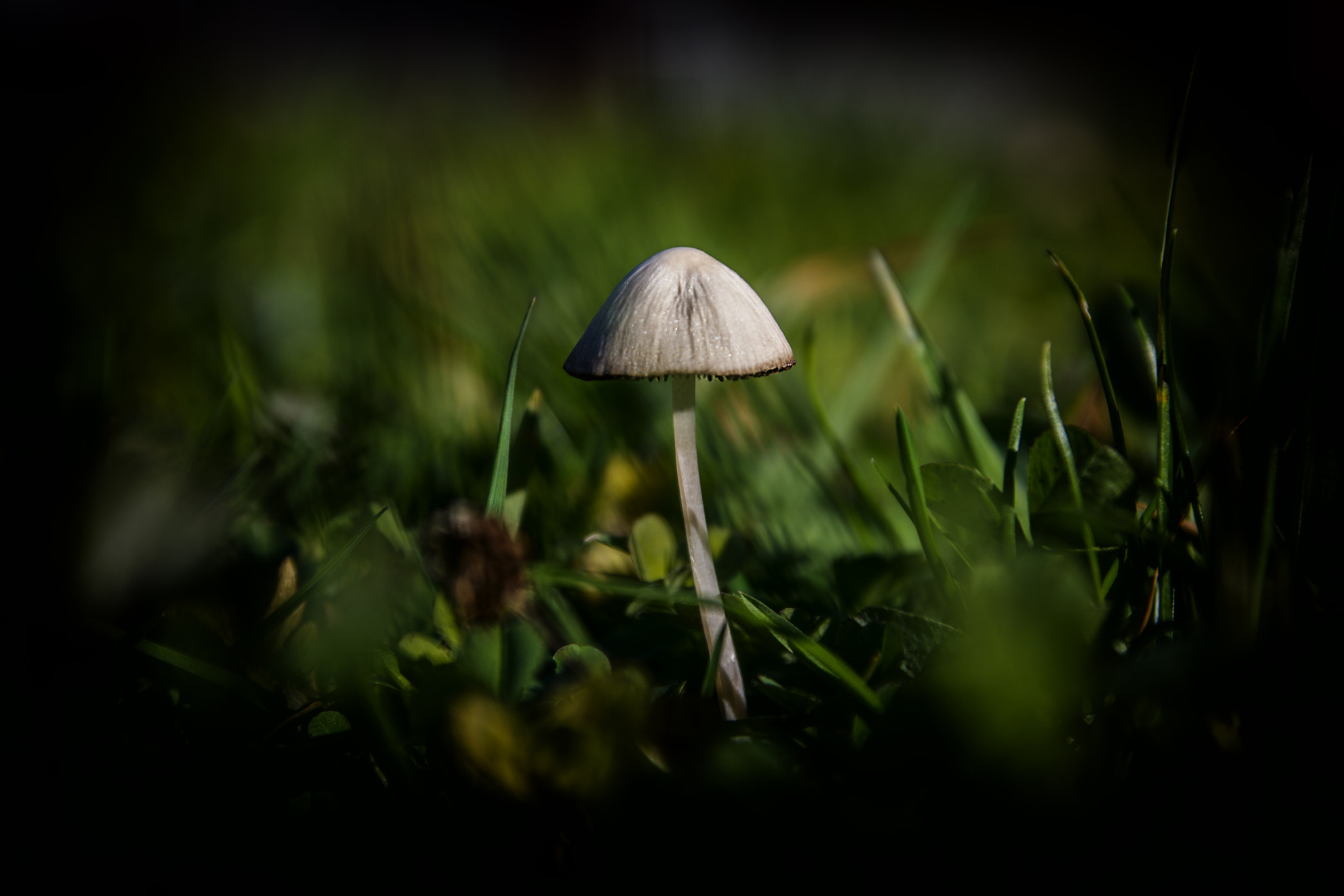 Canon EOS 750D (EOS Rebel T6i / EOS Kiss X8i) + Sigma 17-70mm F2.8-4 DC Macro OS HSM | C sample photo. Mushroom in the grass photography
