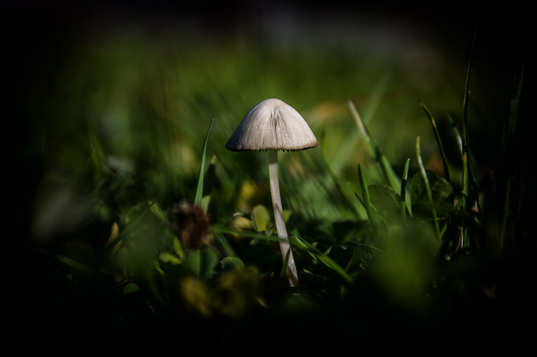 Canon EOS 750D (EOS Rebel T6i / EOS Kiss X8i) sample photo. Mushroom in the grass photography
