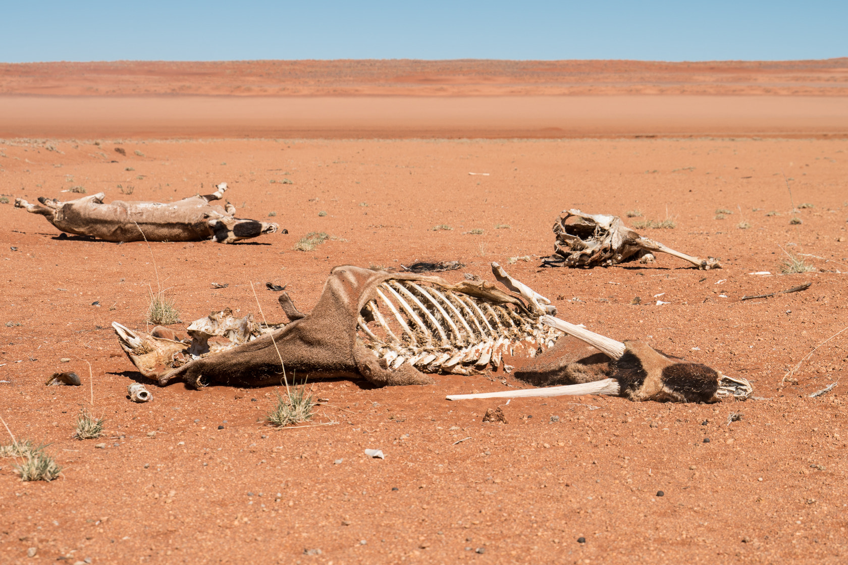 Sony a6300 + Sony E 18-200mm F3.5-6.3 OSS sample photo. Drought, carcasses of oryx, namibia photography