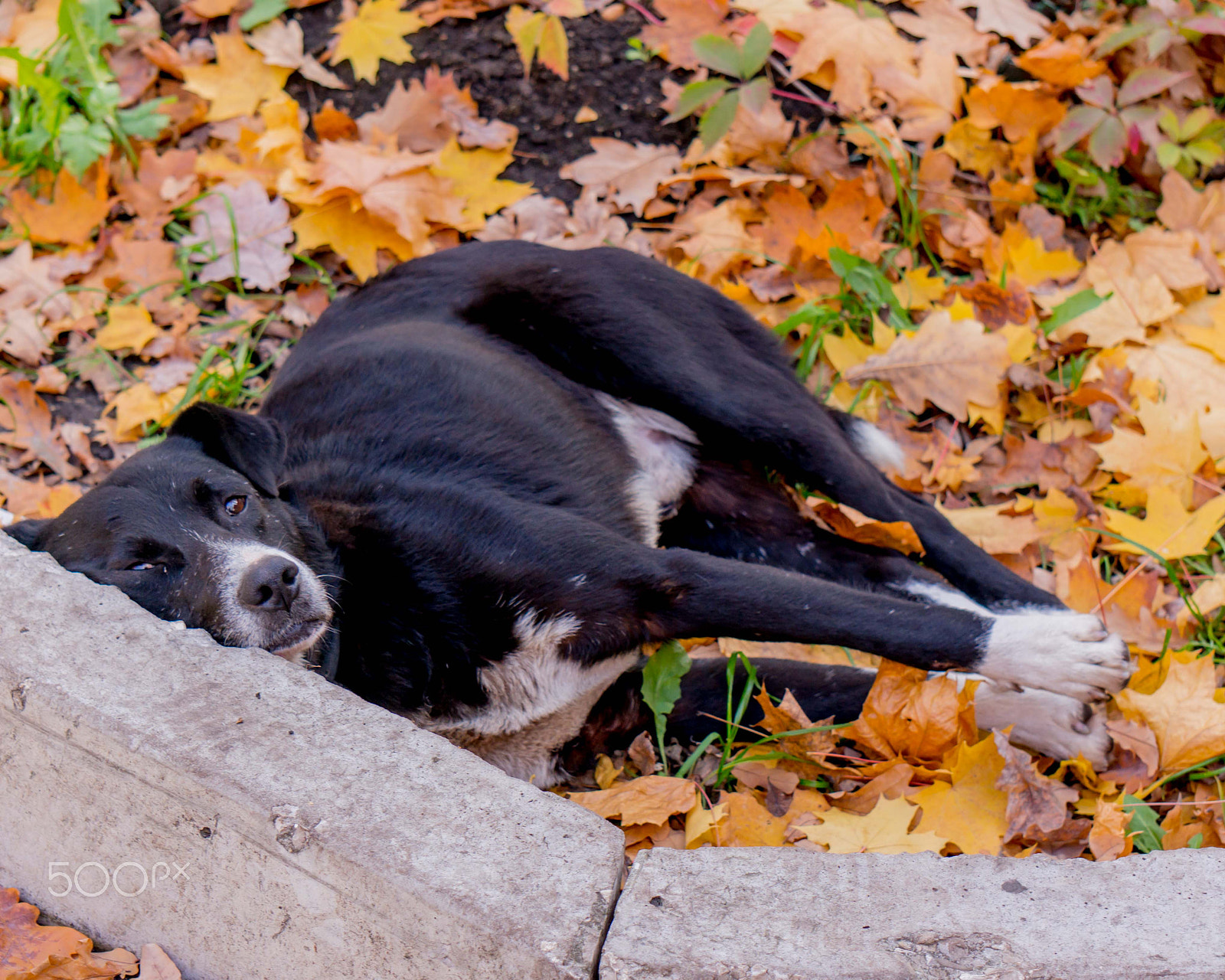 Sony Alpha NEX-5R + Sony E 55-210mm F4.5-6.3 OSS sample photo. Lazy dog photography