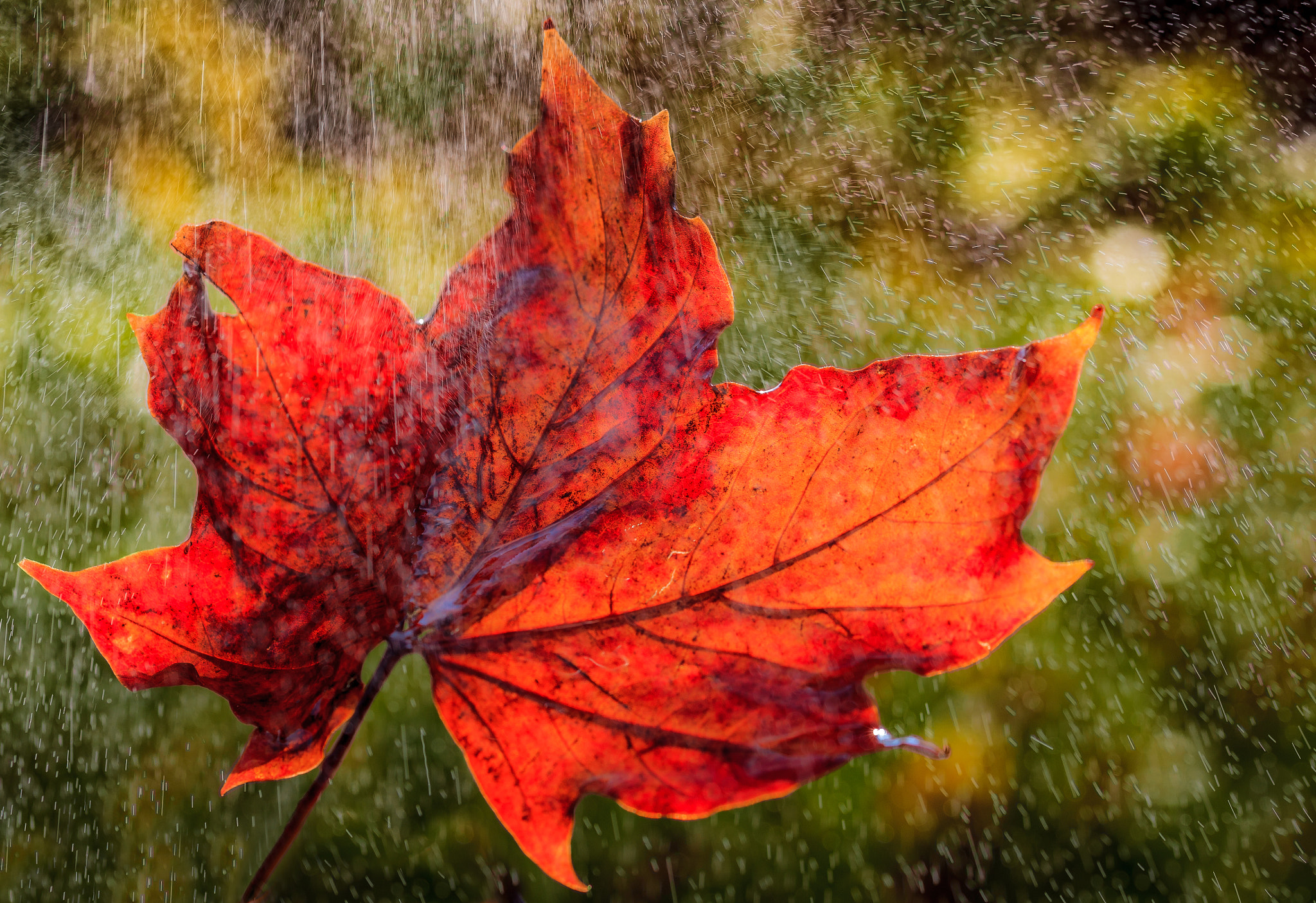 Canon EOS-1D Mark IV sample photo. Autumn shower photography