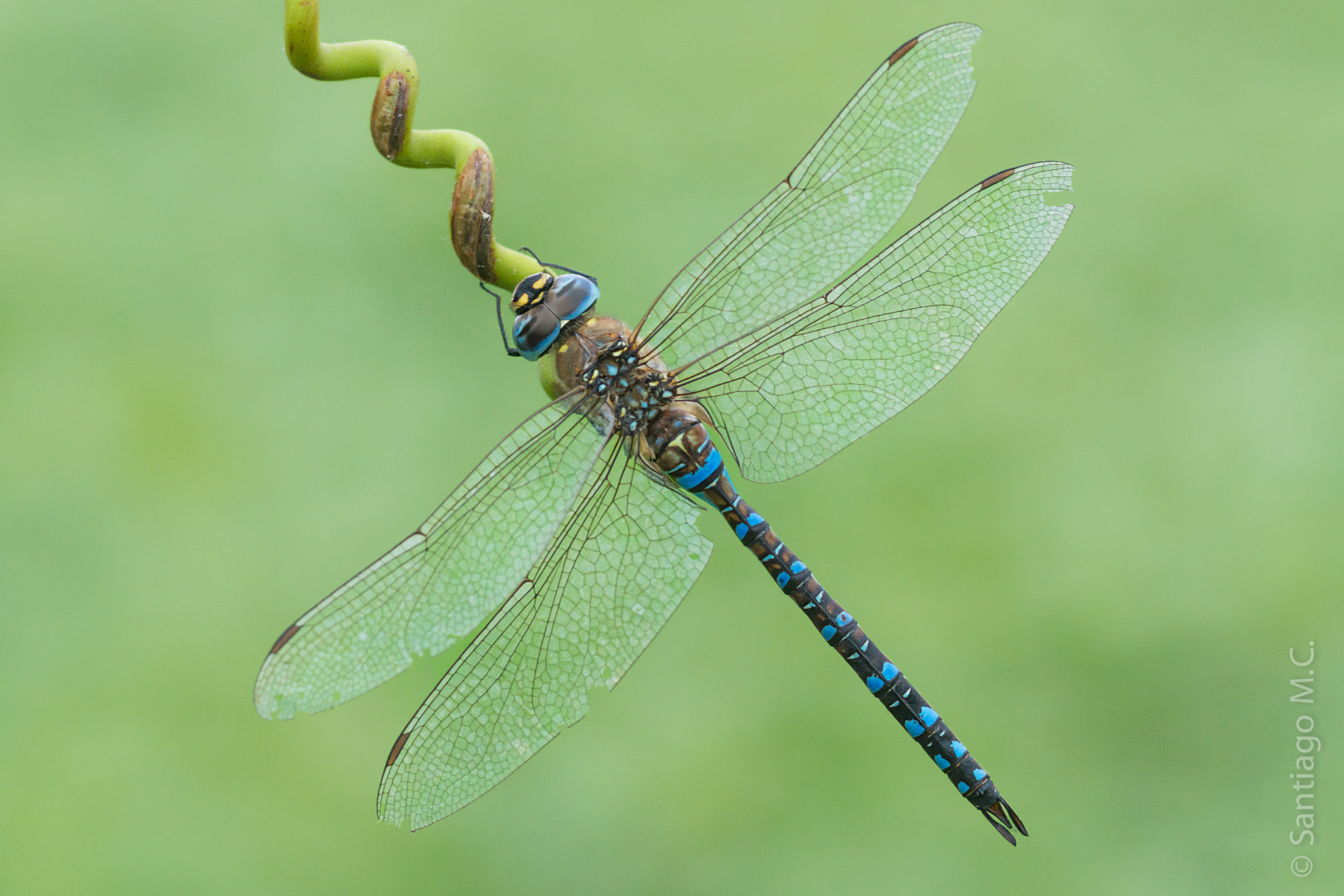 Sony SLT-A77 + Sony 100mm F2.8 Macro sample photo. Aeshna mixta macho photography