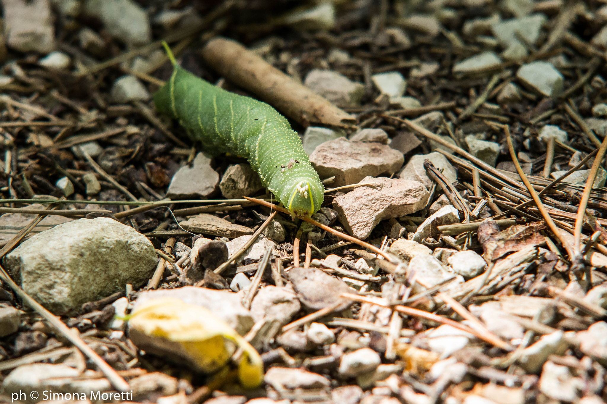 Sigma APO 50-150mm f/2.8 [II] EX DC HSM sample photo. Caterpillar photography