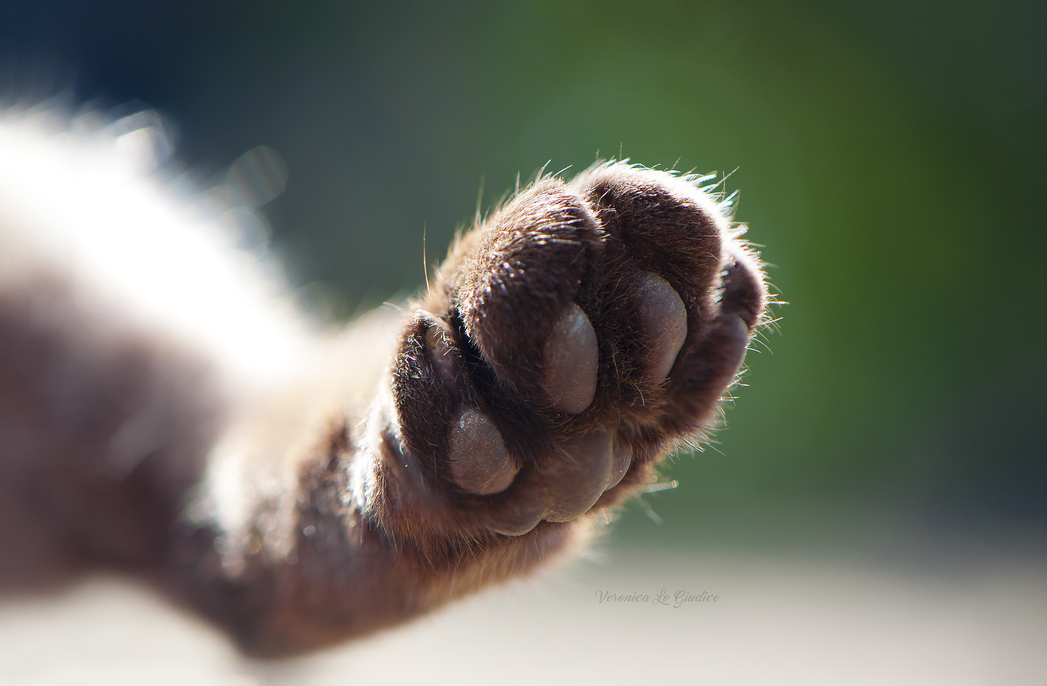 Nikon AF-S DX Micro-Nikkor 85mm F3.5G ED VR sample photo. Kitten paw photography