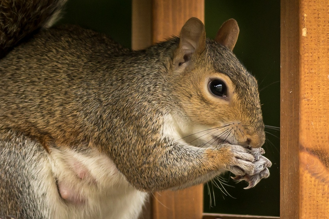 Canon EOS 70D + Canon EF 400mm F5.6L USM sample photo. Grey squirrel photography