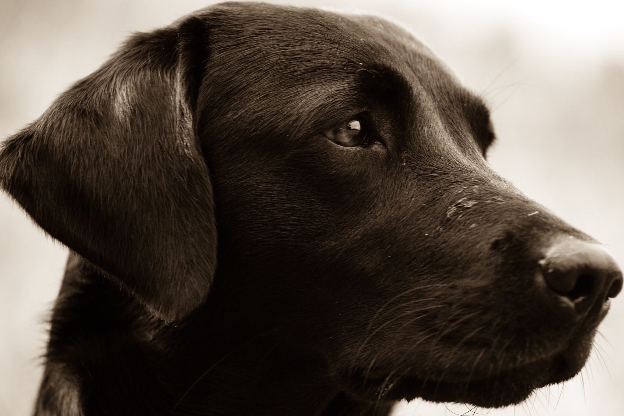Canon EF 70-200mm F4L USM sample photo. Pensive poppy photography
