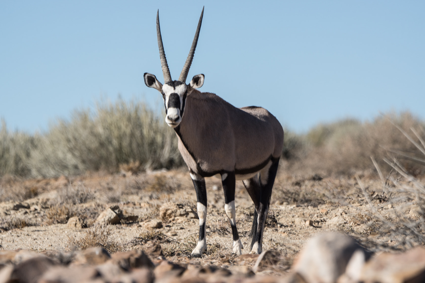 Sony ILCA-77M2 + Sony 70-400mm F4-5.6 G SSM II sample photo. Oryx, namibia photography