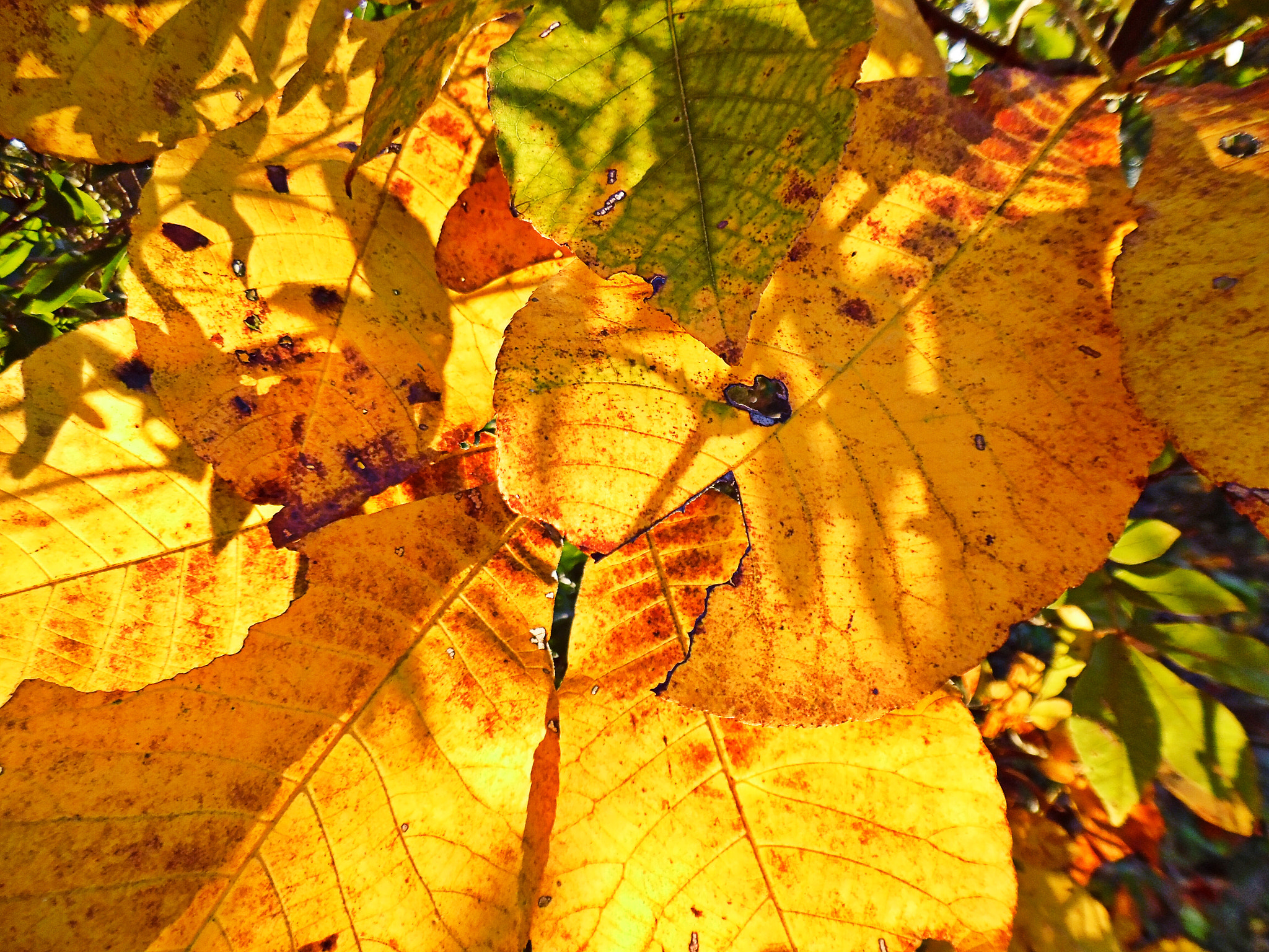 Samsung WB35F/WB36F/WB37F sample photo