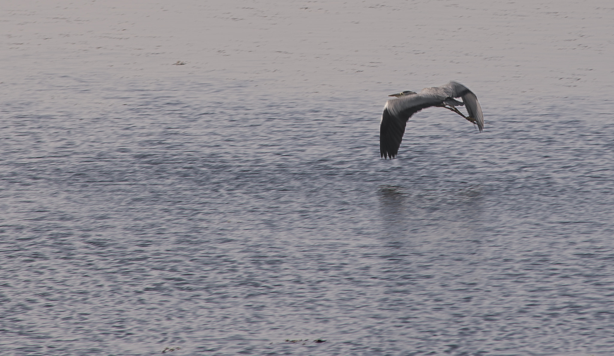 Sigma 70-200mm F2.8 EX DG Macro HSM II sample photo. Grey heron photography
