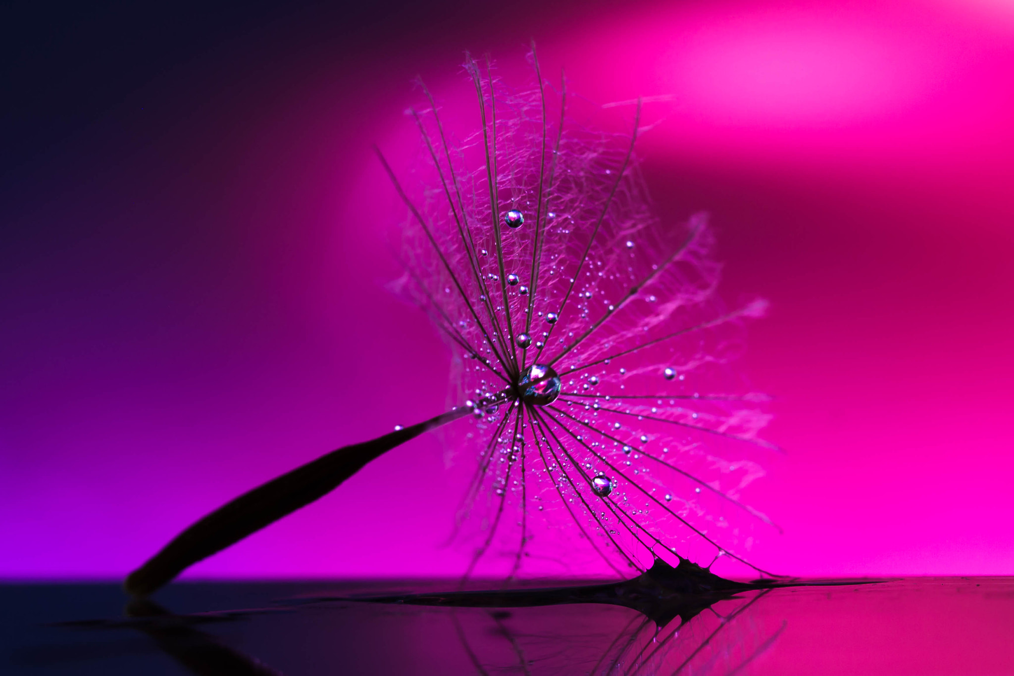 Canon EF 100mm F2.8 Macro USM sample photo. Dreamcatcher photography
