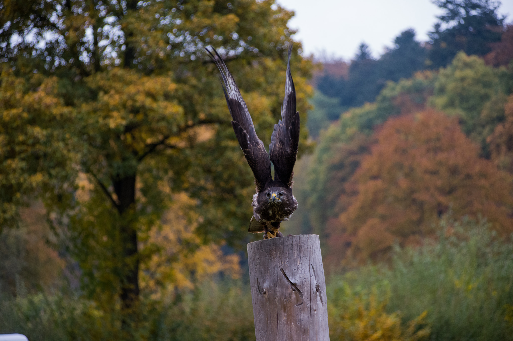 Sigma 28-300mm F3.5-6.3 DG Macro sample photo. Birds photography