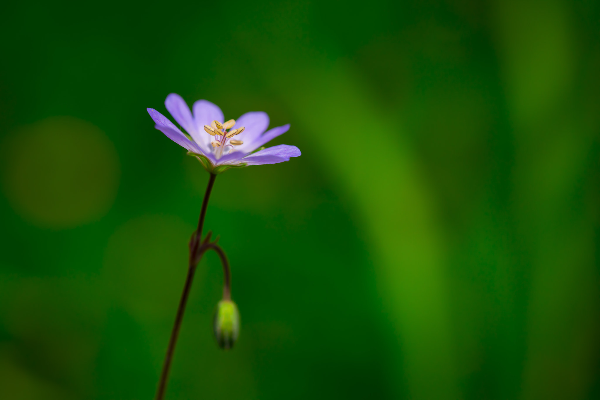 Nikon D810 + Tamron SP 90mm F2.8 Di VC USD 1:1 Macro (F004) sample photo. Flower photography