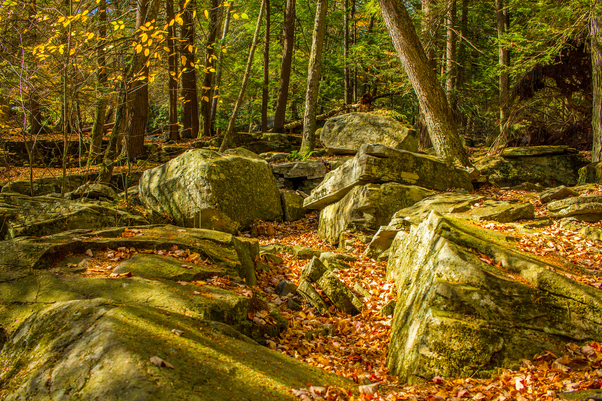 Canon EF-S 24mm F2.8 STM sample photo. Afternoon light on a rocky forest floor photography