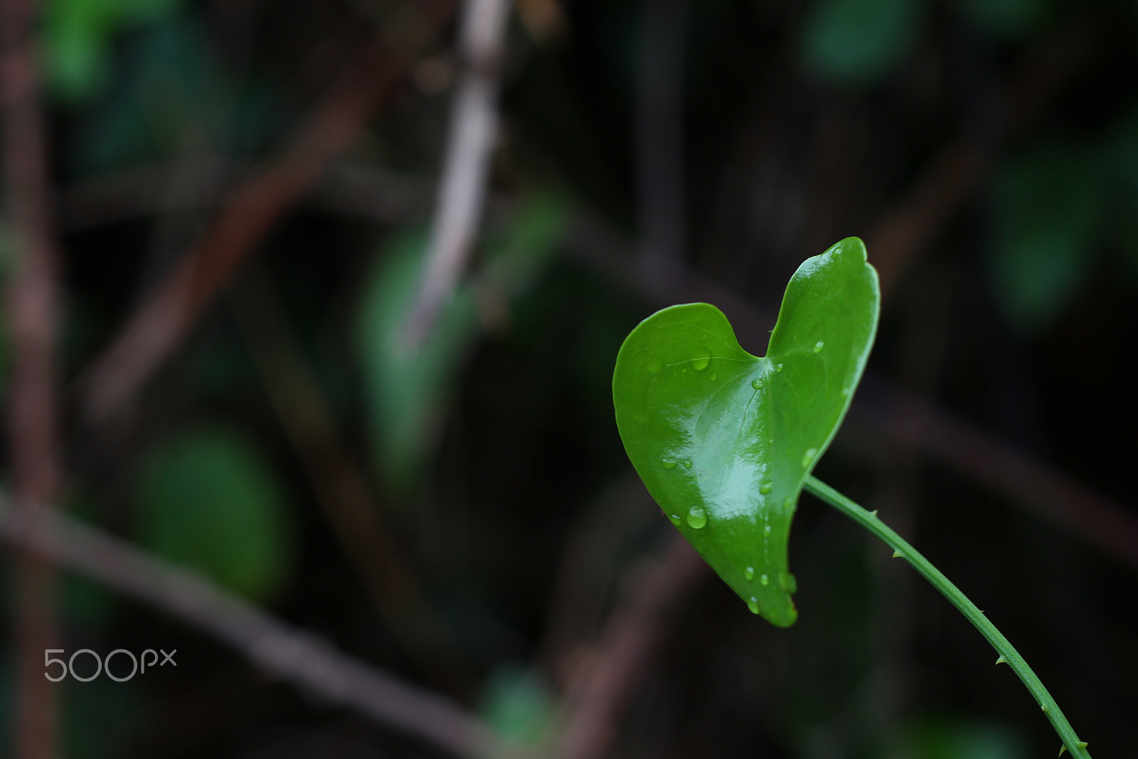 Canon EOS 100D (EOS Rebel SL1 / EOS Kiss X7) + Canon EF 50mm F1.8 II sample photo. Heart-shaped leaf photography