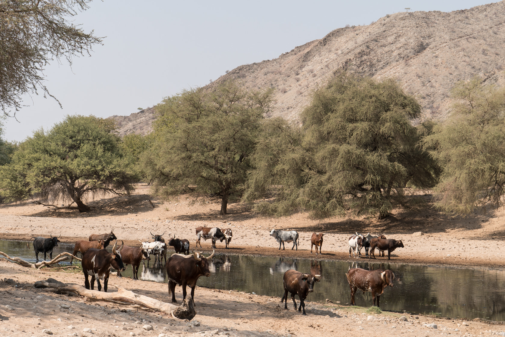 Sony a6300 + Sony E 18-200mm F3.5-6.3 OSS sample photo. Cattle at the watering place, namibia photography