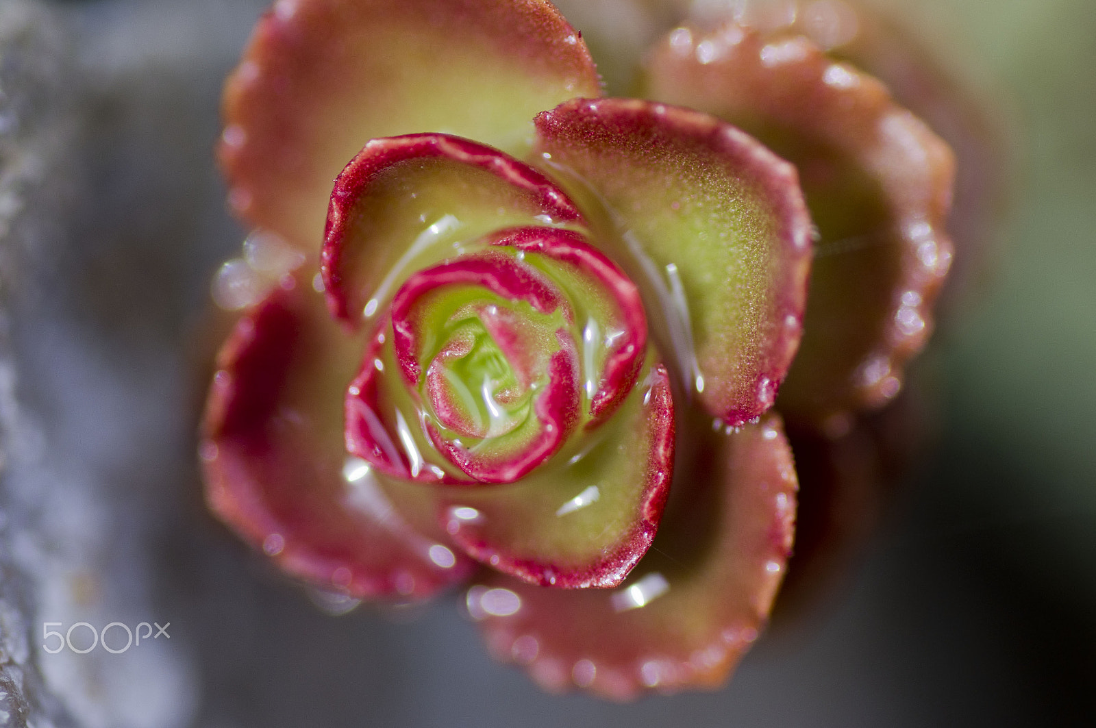 Sony SLT-A55 (SLT-A55V) + Tamron SP AF 90mm F2.8 Di Macro sample photo. After rain photography