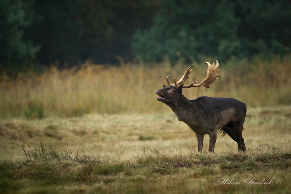 Canon EOS 7D Mark II + Canon EF 300mm F2.8L IS USM sample photo. A strong voice of autumn attracts photography