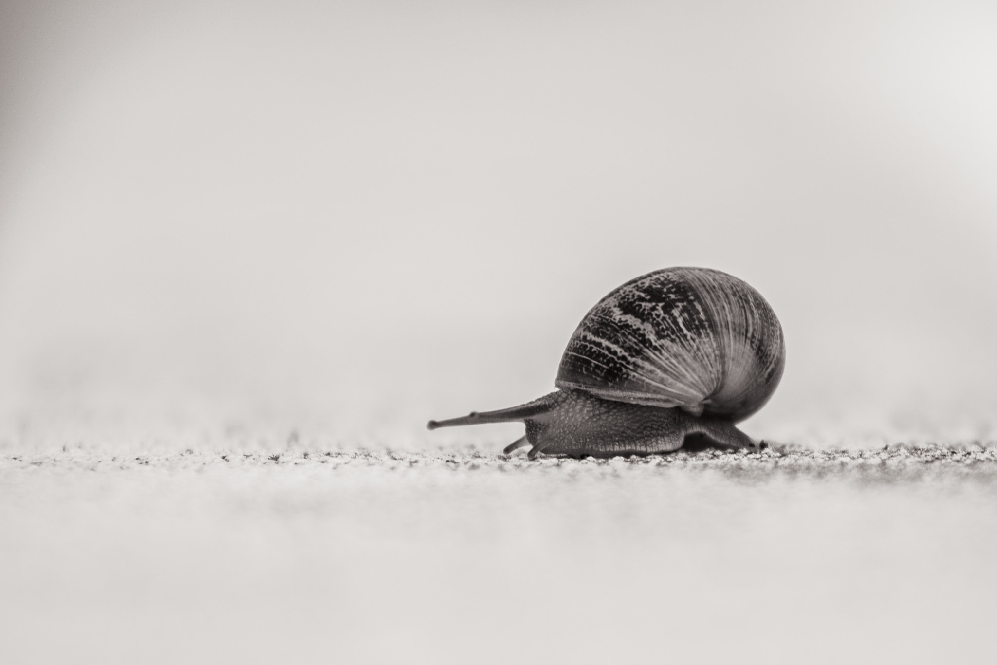 Nikon AF-S Nikkor 70-200mm F4G ED VR sample photo. Snail photography