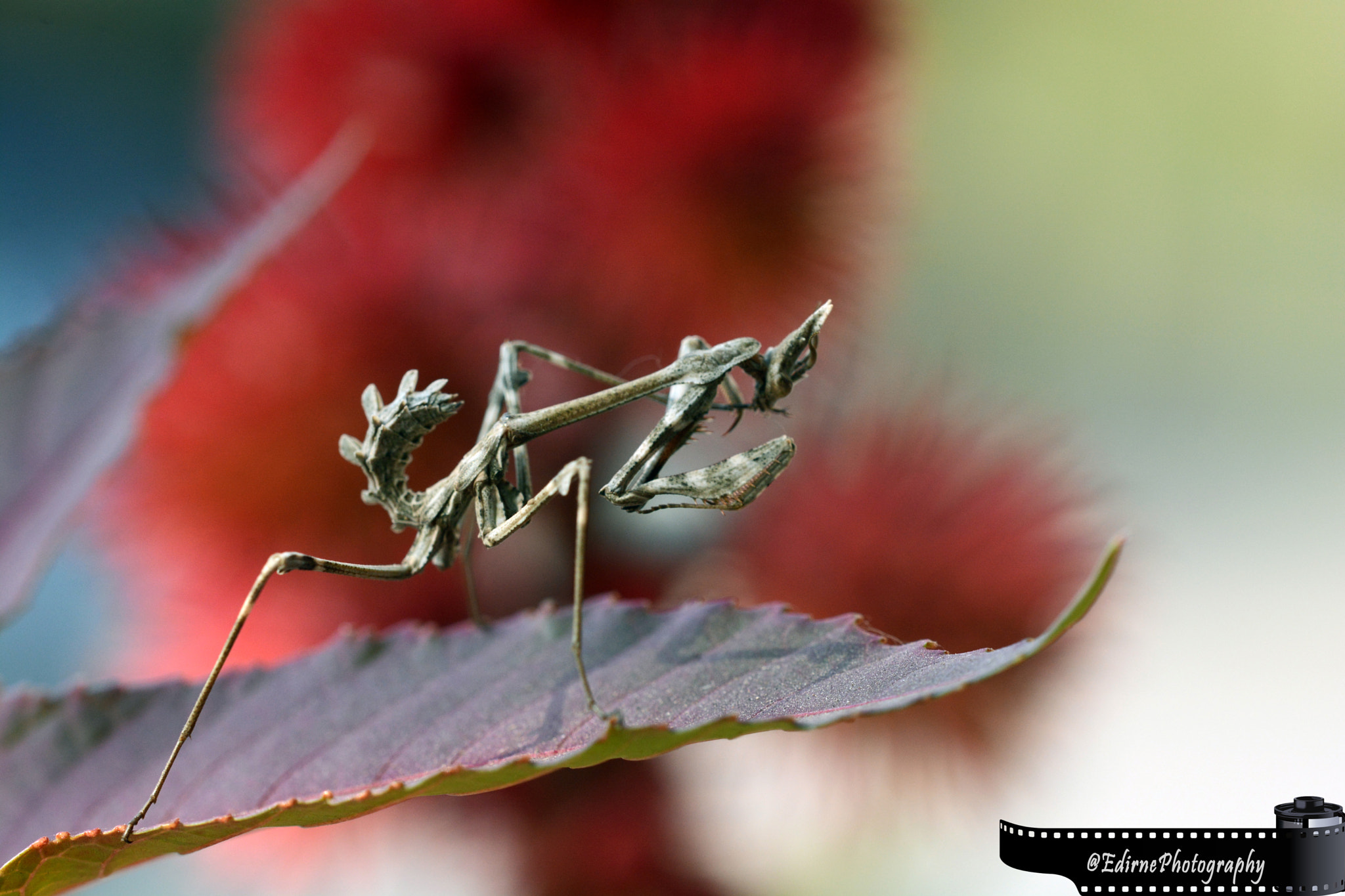 Sigma 150mm F2.8 EX DG OS Macro HSM sample photo. Xi photography