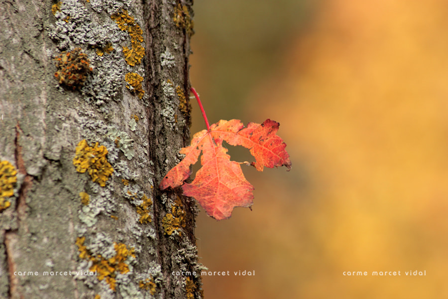 Canon EF 55-200mm F4.5-5.6 II USM sample photo. October (1) photography
