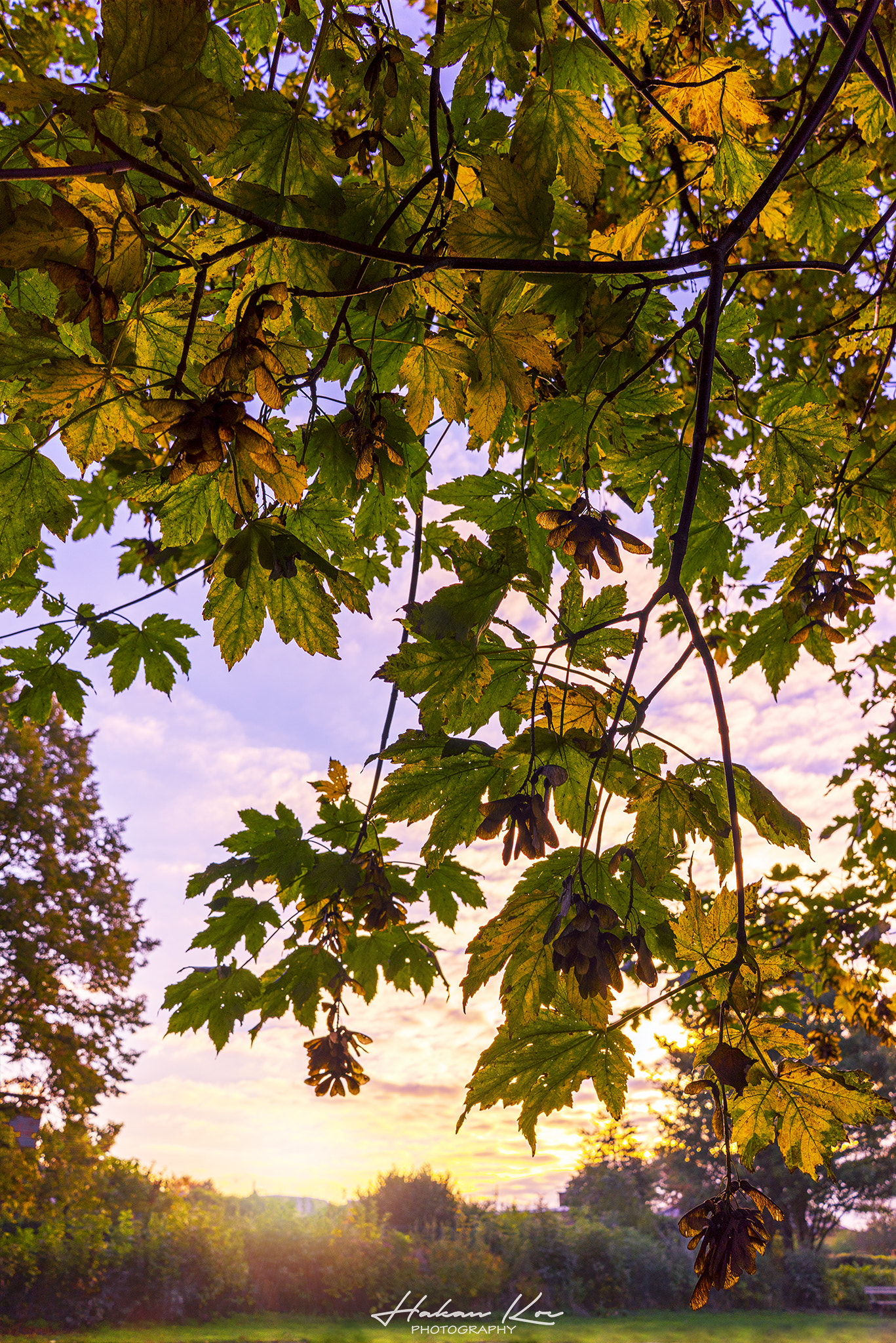 Sony a7R + Sony FE 28mm F2 sample photo. Autumn! photography