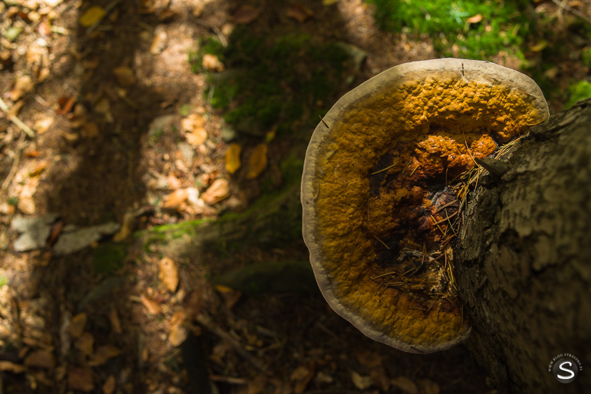 Pentax smc FA 31mm F1.8 AL Limited sample photo. Grzybobranie photography