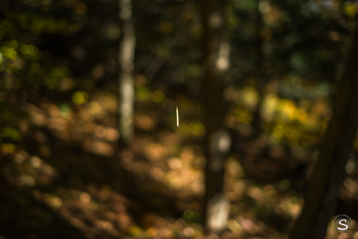 Pentax smc FA 31mm F1.8 AL Limited sample photo. Grzybobranie photography