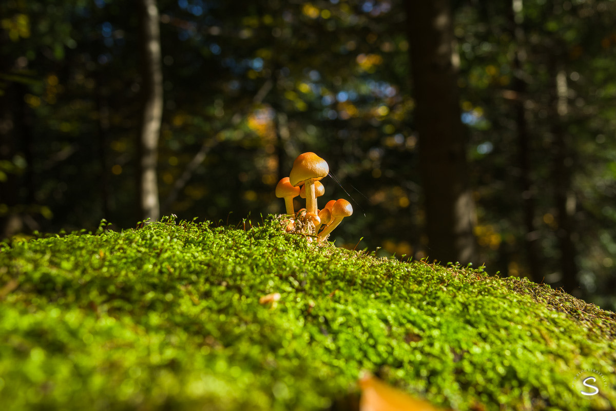 Pentax smc FA 31mm F1.8 AL Limited sample photo. Grzybobranie photography
