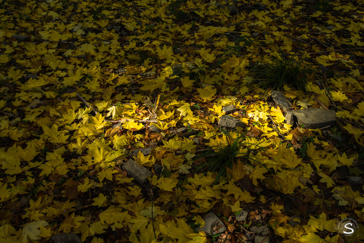 Pentax smc FA 31mm F1.8 AL Limited sample photo. Grzybobranie photography