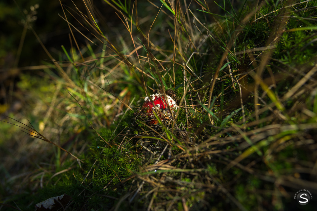 Pentax smc FA 31mm F1.8 AL Limited sample photo. Grzybobranie photography