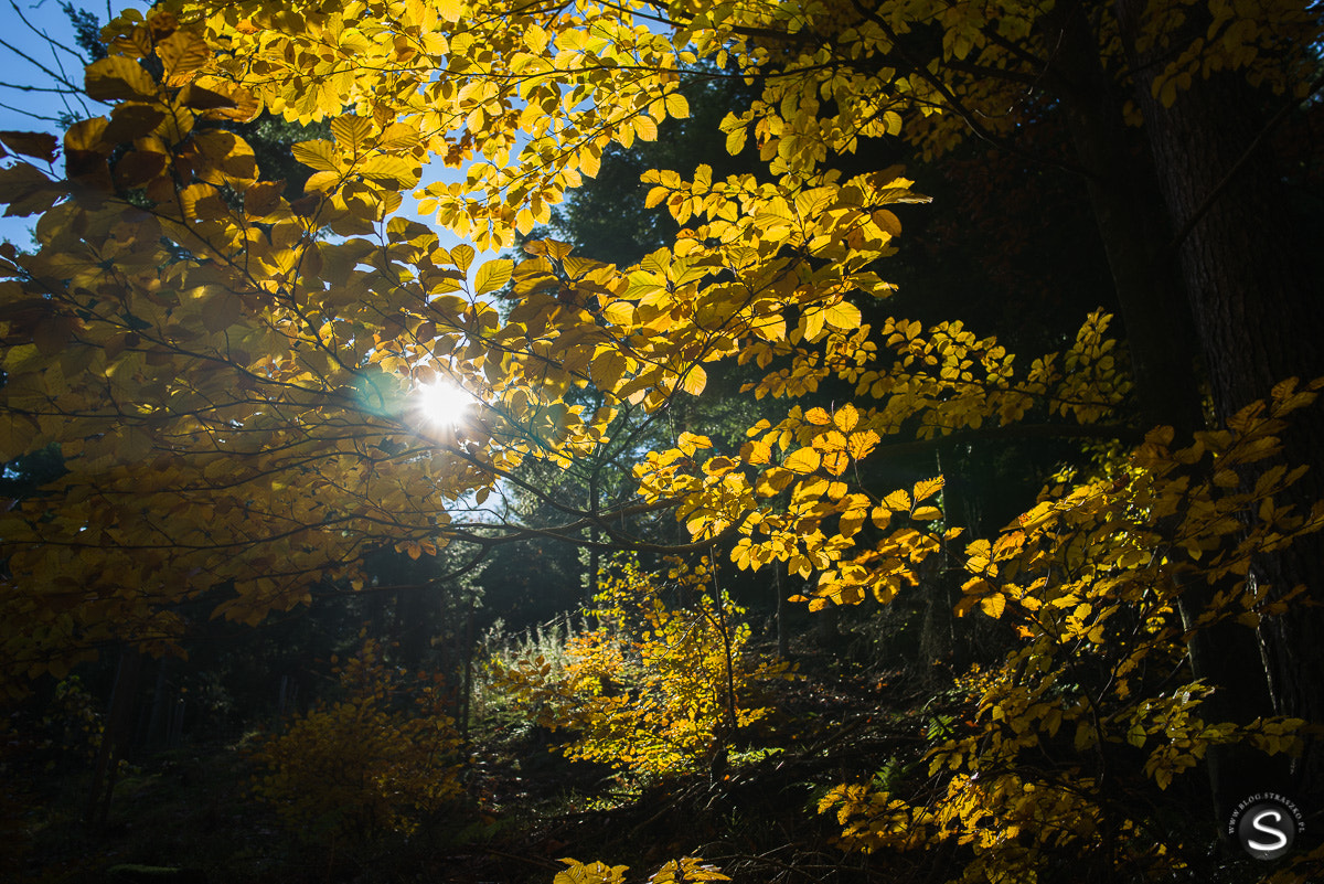 Pentax smc FA 31mm F1.8 AL Limited sample photo. Grzybobranie photography