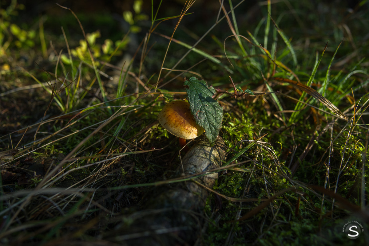 Pentax smc FA 31mm F1.8 AL Limited sample photo. Grzybobranie photography