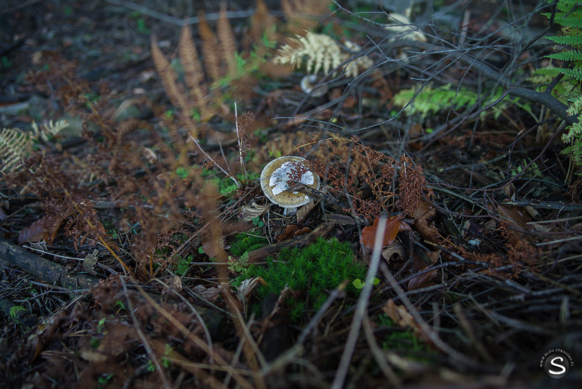 Pentax smc FA 31mm F1.8 AL Limited sample photo. Grzybobranie photography