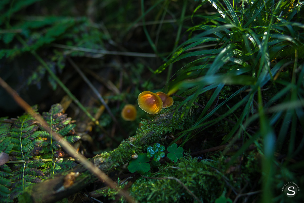 Pentax smc FA 31mm F1.8 AL Limited sample photo. Grzybobranie photography