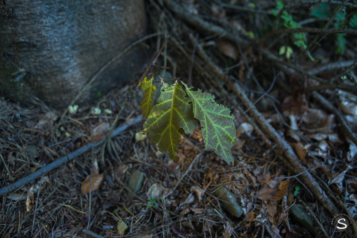 Pentax K-1 sample photo. Grzybobranie photography