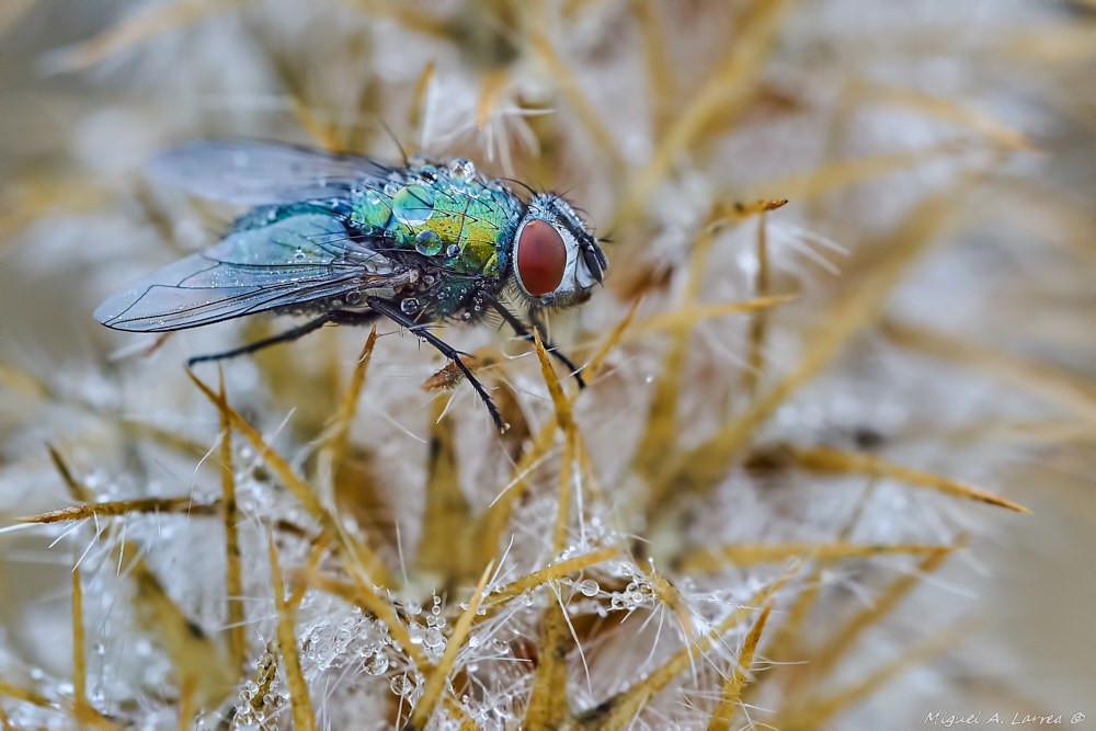Sony ILCA-77M2 + 150mm F2.8 sample photo. Colorful fly photography