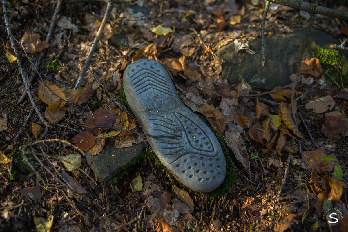 Pentax smc FA 31mm F1.8 AL Limited sample photo. Grzybobranie photography