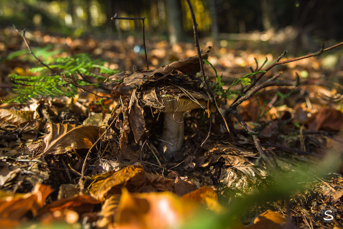 Pentax smc FA 31mm F1.8 AL Limited sample photo. Grzybobranie photography