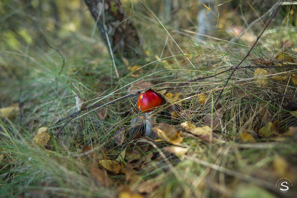 Pentax smc FA 31mm F1.8 AL Limited sample photo. Grzybobranie photography