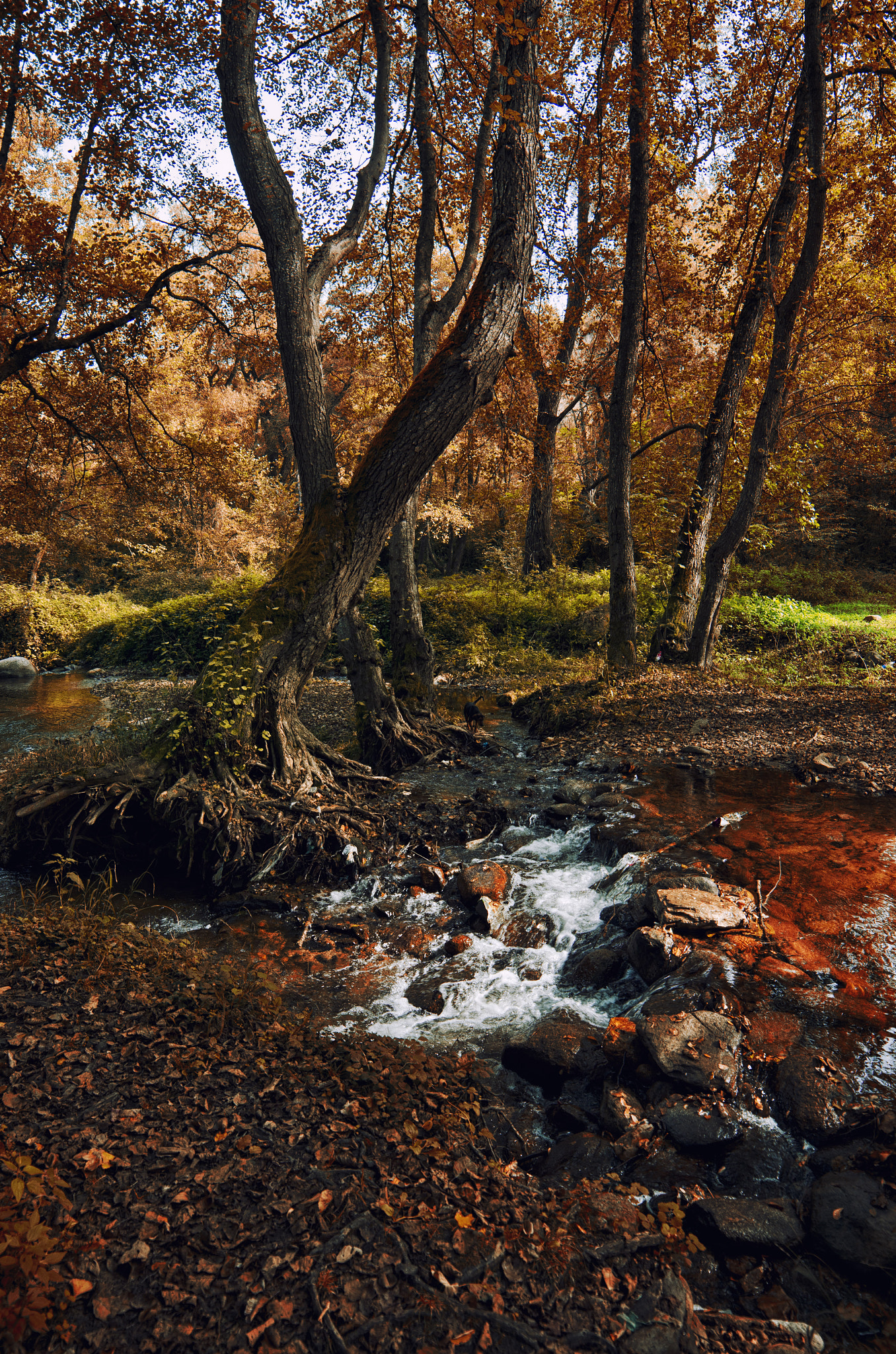 Samyang 14mm F2.8 ED AS IF UMC sample photo. Autumn scenes photography