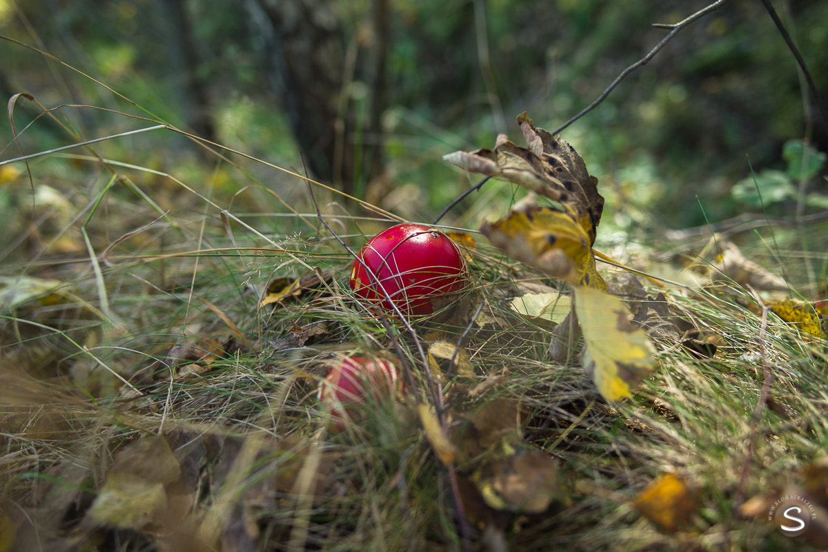 Pentax smc FA 31mm F1.8 AL Limited sample photo. Grzybobranie photography