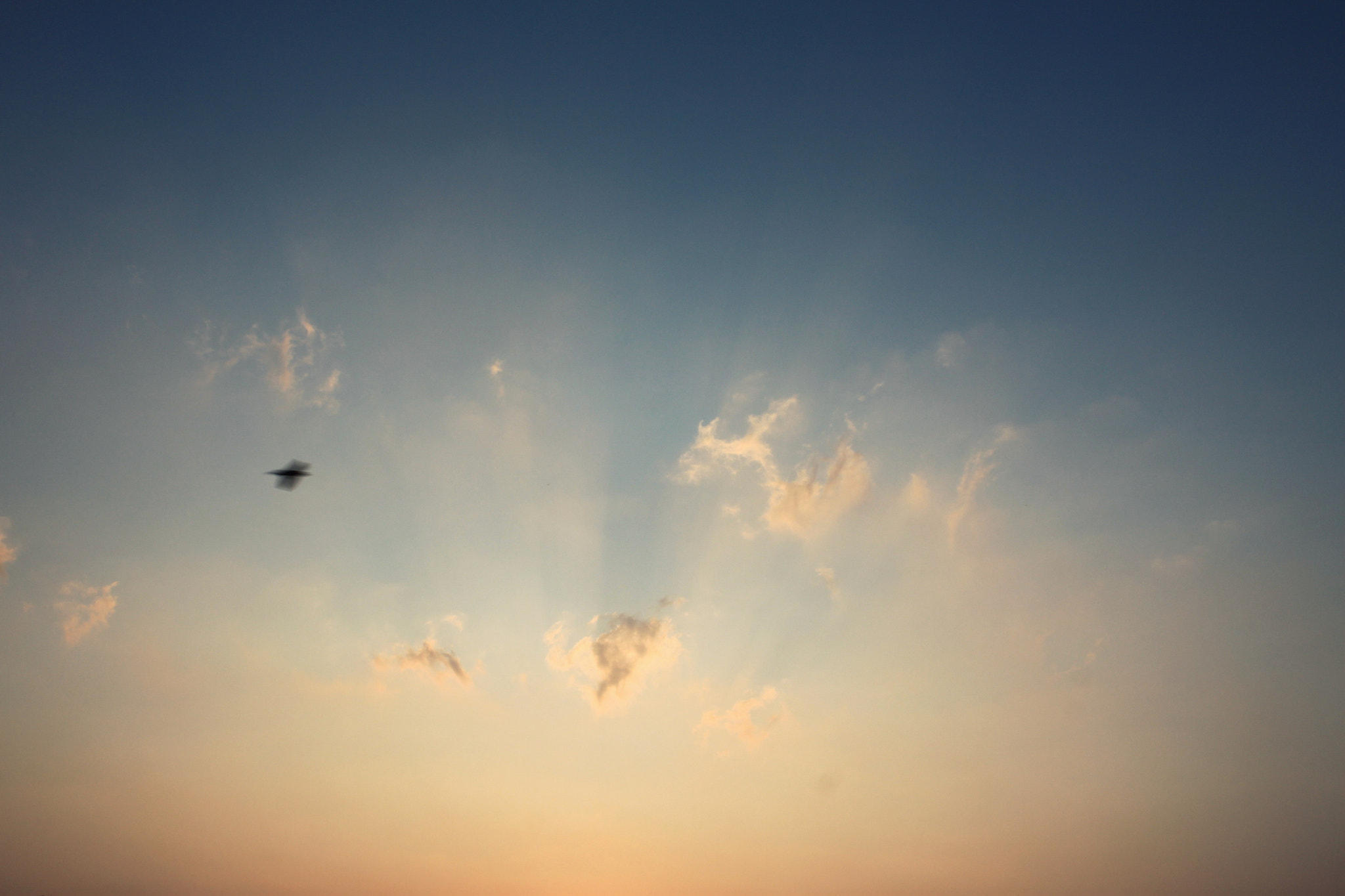 Canon EOS 500D (EOS Rebel T1i / EOS Kiss X3) sample photo. Bird in the sky photography
